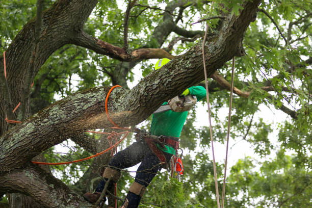 Best Seasonal Cleanup (Spring/Fall)  in Cold Spring, KY